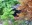trailside tricolor