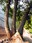 treeeeee