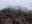 trees in the fog