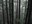 trees on Mail Box Peak trail
